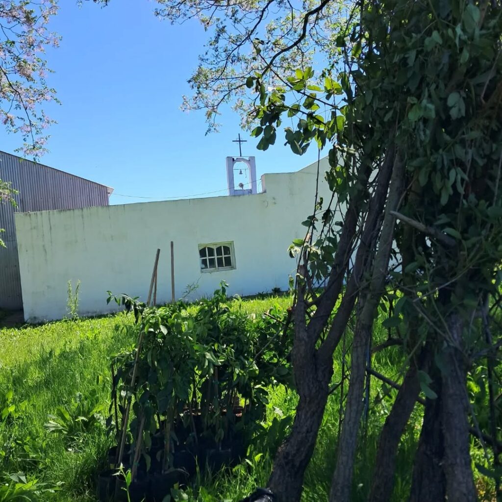 Puede ser una imagen de árbol y césped